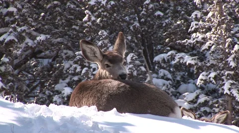 Mule Deer Doe Sitting Resting with Breath Vapor in Winter Snow Cold Stock Footage 43066884