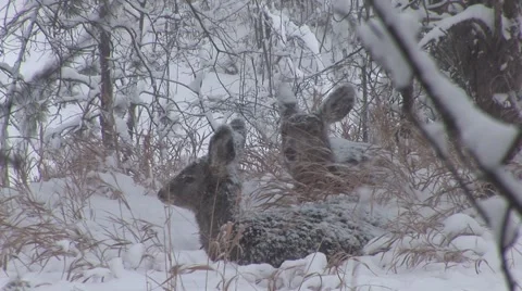 Mule Deer Doe Sitting Resting Bedded Pair Black Hills Winter Snow Snowing Stock Footage 43066897