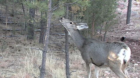 Mule Deer Doe Sniffs Overhead Pine Branch Stock Footage 49327205
