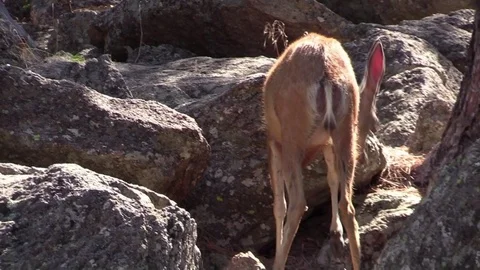 Mule deer doe standing in mountain rocks South Dakota Stock Footage 78684432