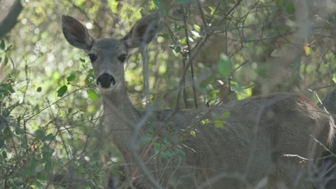 Mule Deer Doe Standing in Thick Brush in Dappled Sunlight Stock Footage 315139375