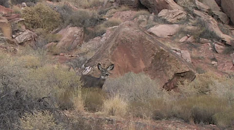 Mule Deer Doe Stands Alert Looking for Danger Stock Footage 48890777