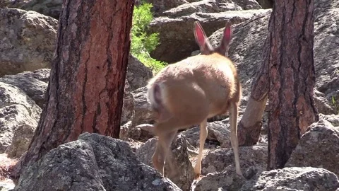 Mule deer doe walking around mountain rocks Stock Footage 78684523