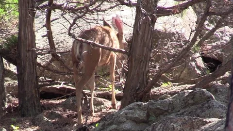 Mule deer doe walking around mountain rocks and trees Stock Footage 78685177