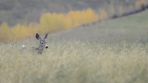 Mule Deer Doe Walking Through Field Video stock 85911009