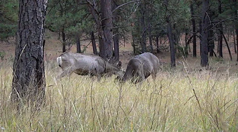 Mule Deer Doe Walks Behind A Feeding Group of Does and Fawns Stock Footage 50000508