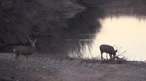 Mule Deer Does Along a River Stockbeeldmateriaal 33357904