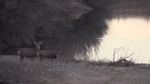 Mule Deer Does Along a River Vídeos de archivo 33357945