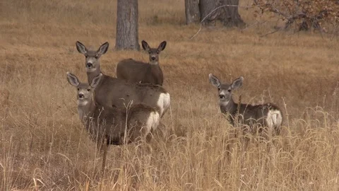 Mule deer Does and Fawns in Autumn Vidéo 120132508