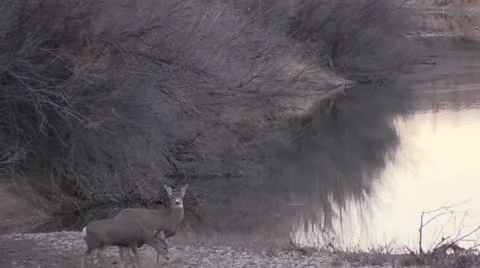 Mule Deer Does Vídeos de archivo 33366505