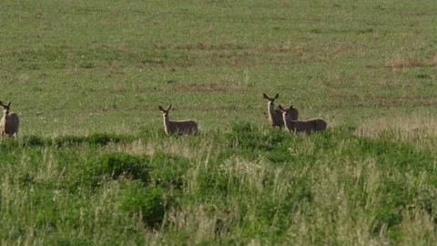 Mule deer does look at camera over field Stock Footage 83467361