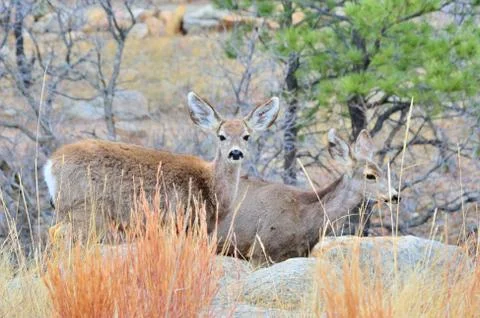 Mule deer does Stock Photos