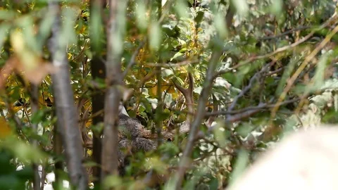 Mule Deer Eating Leaves off Tree Stock Footage 72417581