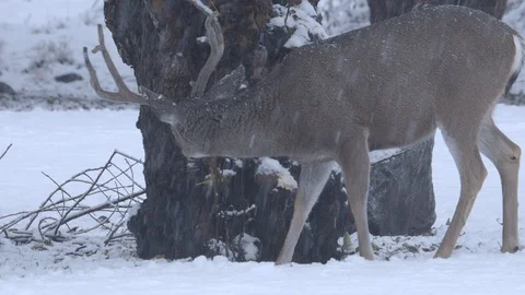 Mule Deer Eating Leaves from Tree Branch in Snow Stock Footage 122401335