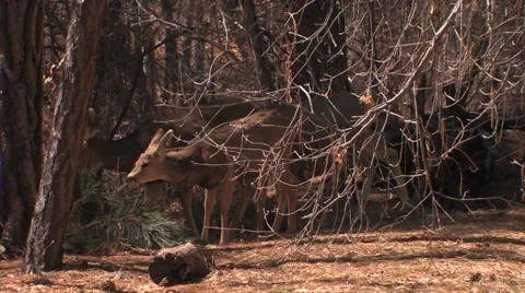 Mule Deer eating pine needles 스톡 동영상 38278690
