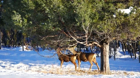 Mule Deer Eating From Tree Stock Footage 62605780