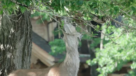 A mule deer eats low-hanging tree leaves in a Canadian neighborhood Stock Footage 327765316