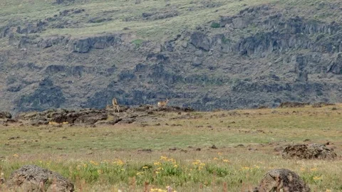 Mule deer on edge of cliff in distance Summit Steens Mountain Near Malhuer Stock Footage 81795339