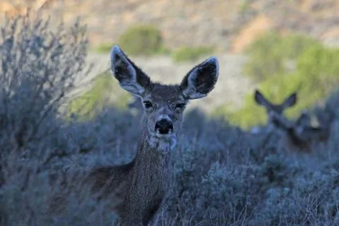 Mule Deer Face Stock Photos