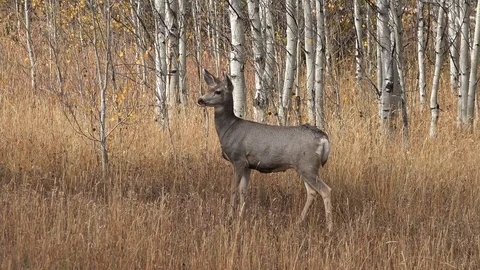 Mule Deer in the fall. 4K Stock Footage 96381281