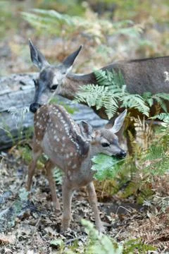 Mule deer fawn chews on a large green leaf Stock Photos