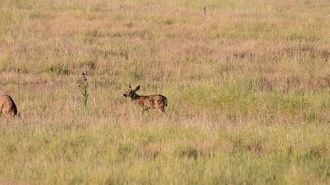 Mule Deer Fawn Shenanigans Stock Footage 120149397