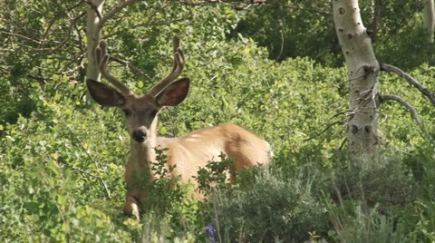 Mule Deer Stock Footage 2717596