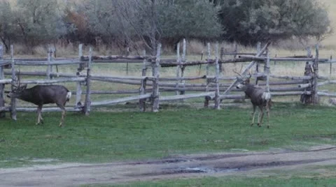 Mule deer Stock Footage 11521222