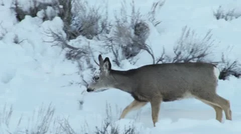Mule deer Stock Footage 11522587