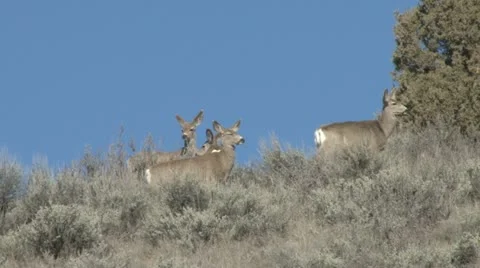 Mule Deer Stock Footage 22391203