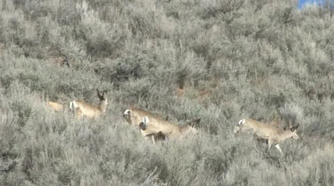 Mule Deer Stock Footage 22391238