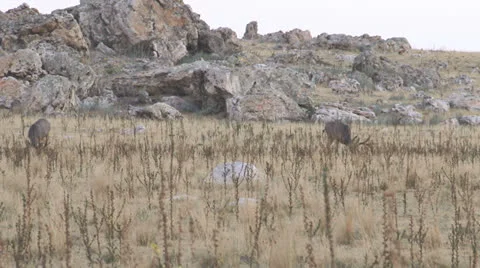 Mule Deer Stock Footage 22561981