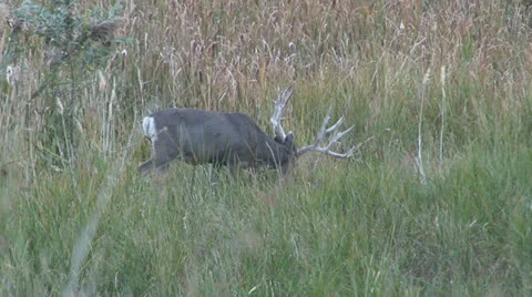 Mule Deer Stock Footage 22562231