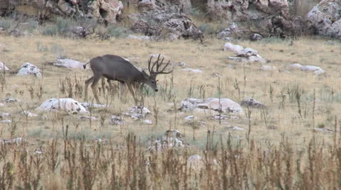 Mule Deer Stock Footage 22562270