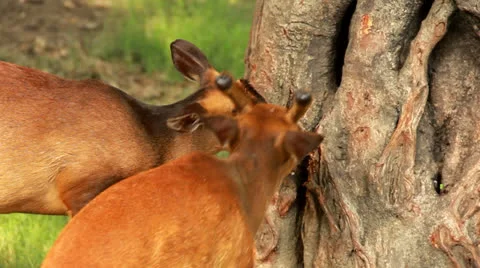 Mule Deer Stock Footage 23701619