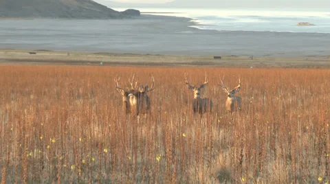 Mule Deer Stock Footage 30645231