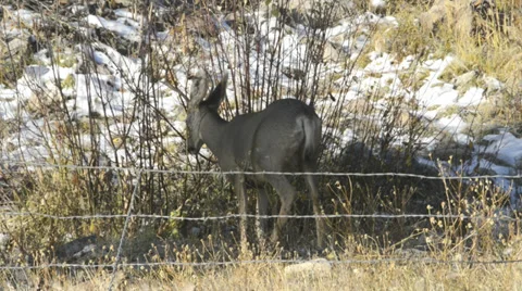 Mule Deer Stock Footage 31960760