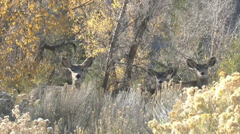 Mule Deer Stock Footage 31962406