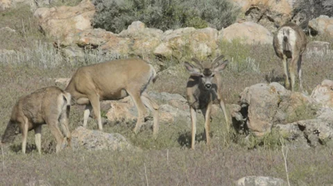 Mule Deer Stock Footage 32270610