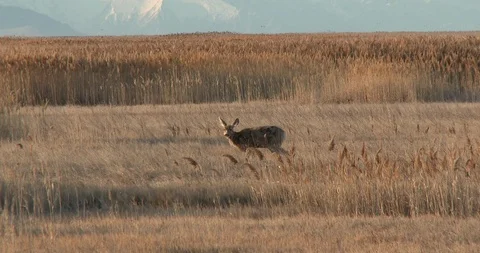 Mule deer Stock Footage 105315983
