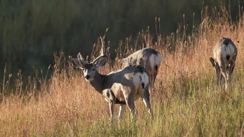 Mule Deer Stock Footage 252231609