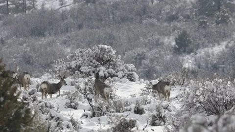 Mule deer foraging for food in snow. Kolob Mountain, Utah, USA Stock Footage 237355341