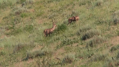 Mule deer foraging in the tall brush on a side hill Stock Footage 81778719