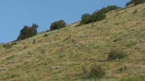 Mule deer foraging in the tall brush on a side hill Stock Footage 81779666
