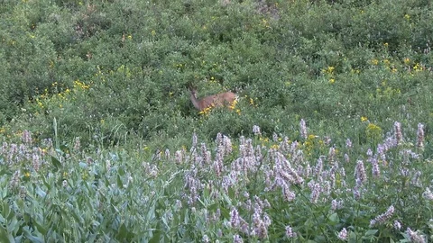 Mule deer foraging in the tall brush Stock Footage 81780171