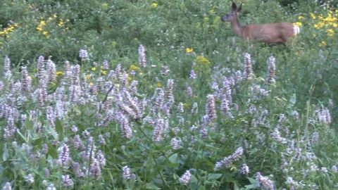 Mule deer foraging in the tall brush on a side hill Stock Footage 81864408