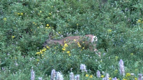 Mule deer foraging in the tall brush on a side hill Stock Footage 81864736