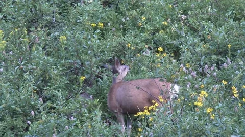 Mule deer foraging in the tall brush on a side hill Stock Footage 81865473