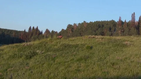 Mule deer foraging in the tall brush on a side hill Stock Footage 81865862