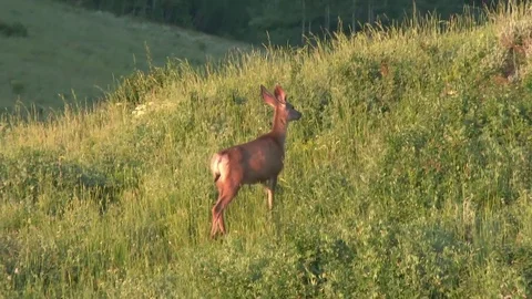 Mule deer foraging in the tall brush on a side hill Stock Footage 81866170